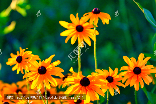 黑心金光菊