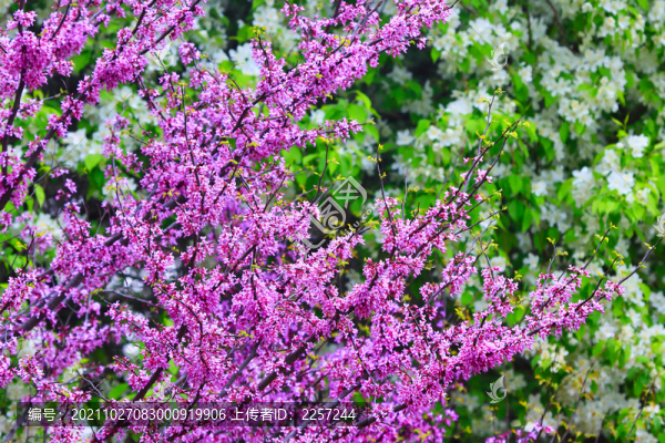 紫荊