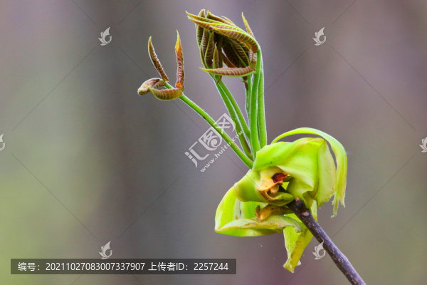 香椿