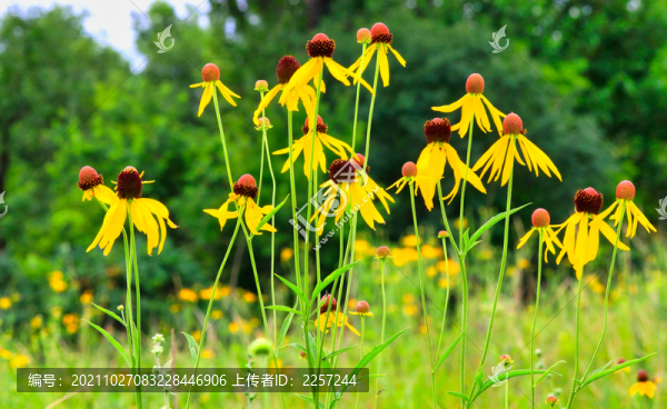 黑心金光菊