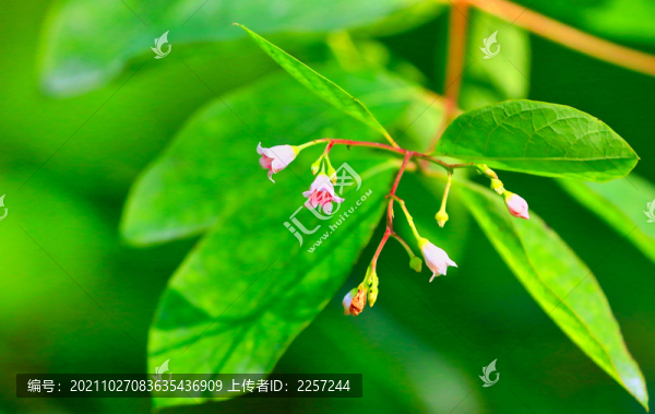 斑葉蘭