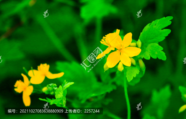白屈菜