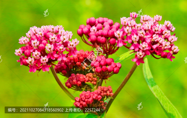 纈草