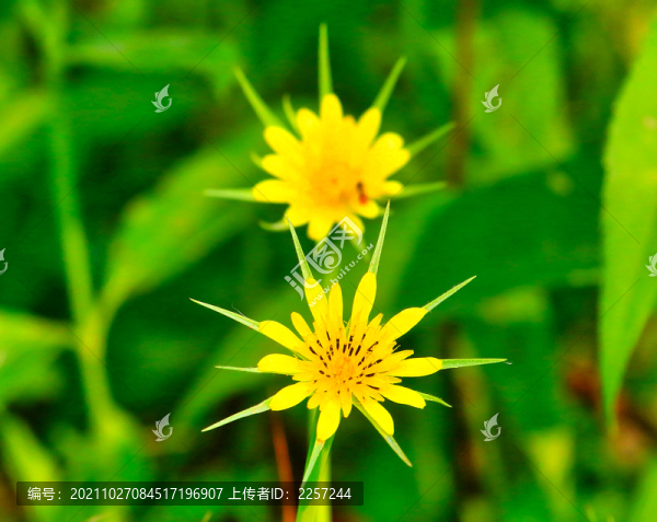 黃花婆羅門參