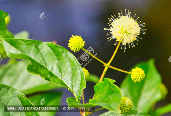 風(fēng)箱樹