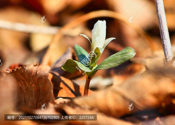 延齡草-匯圖網(wǎng) www.fosd68.com 延齡草