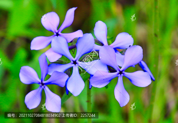 藍(lán)花丹