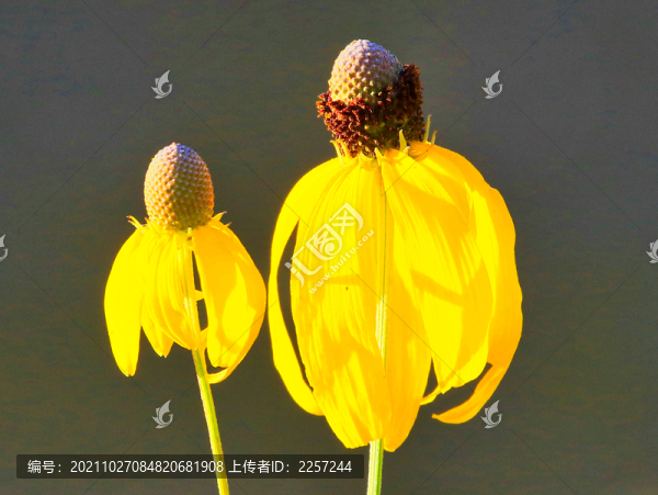 金光菊