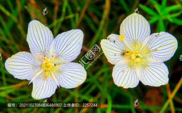 梅花草與鮮花