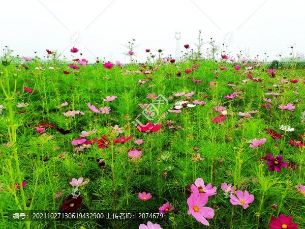 波斯菊