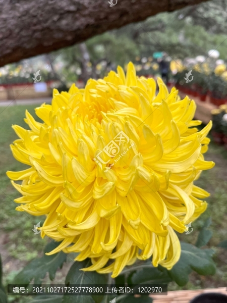 菊花