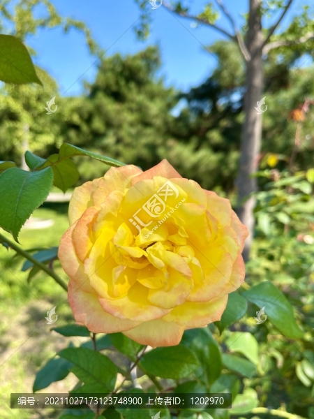 月季花