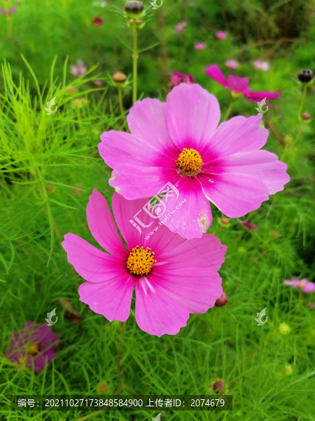 波斯菊