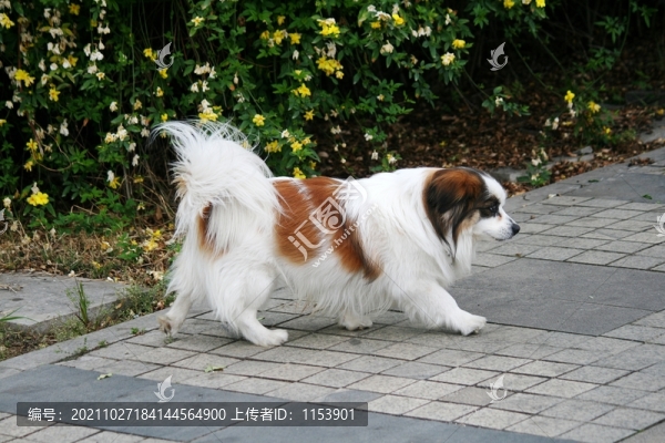 蝴蝶犬