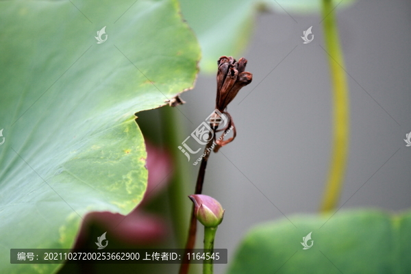 蓮蓬