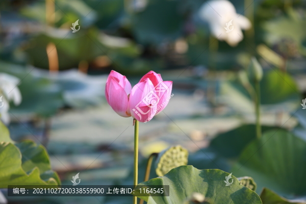 荷花