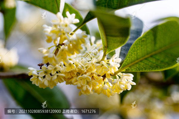 桂花