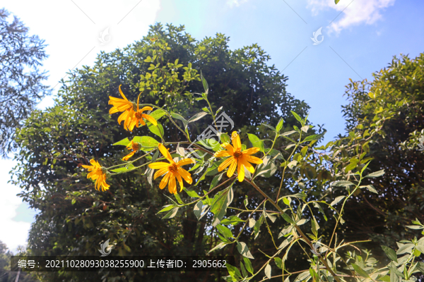 菊芋