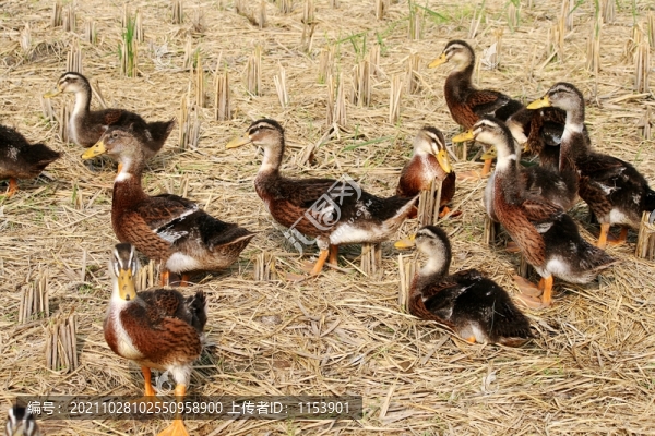 散養(yǎng)鴨