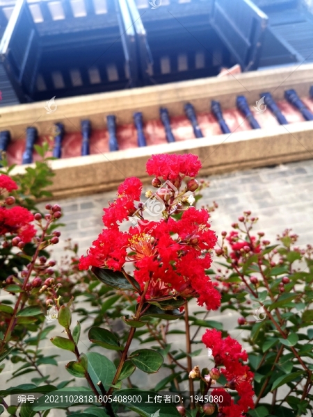 紅紫薇花