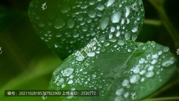 雨露