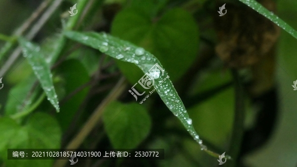 雨露