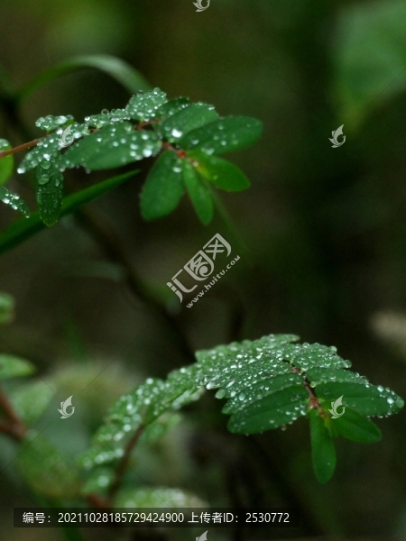 雨露