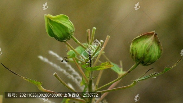 木芙蓉