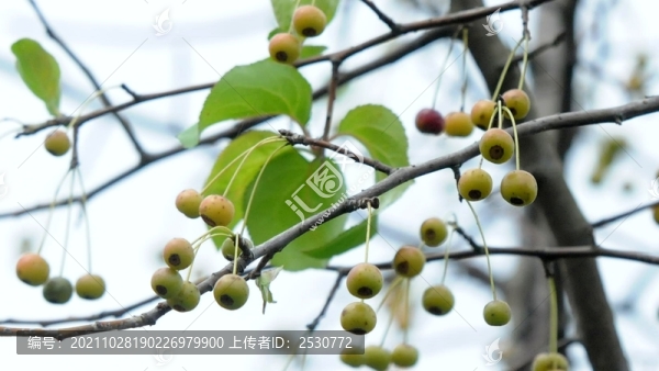 垂絲海棠