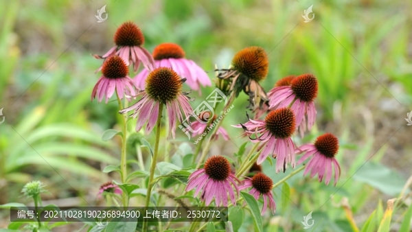 松果菊