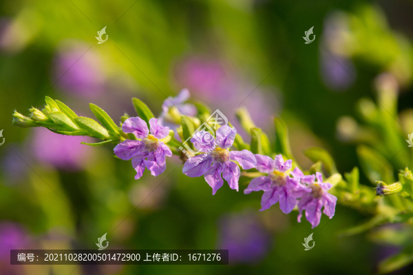 萼距花