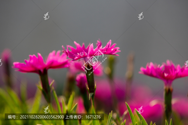 石竹