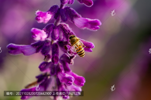 蜜蜂采蜜