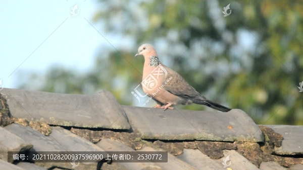 斑鳩
