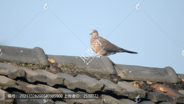 斑鳩