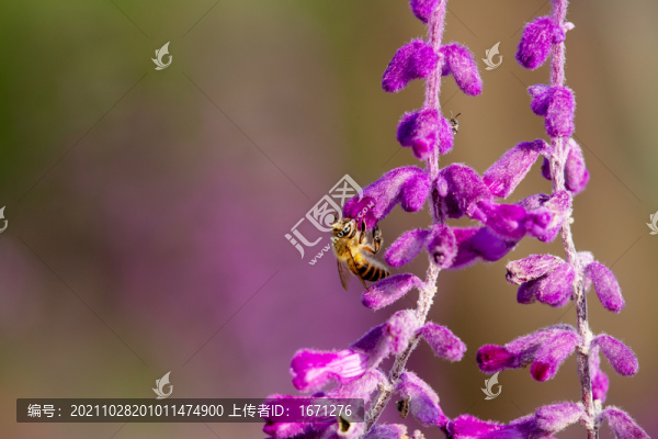 蜜蜂