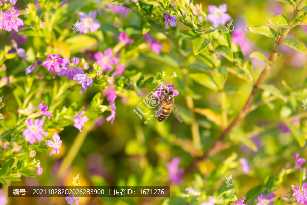 蜜蜂