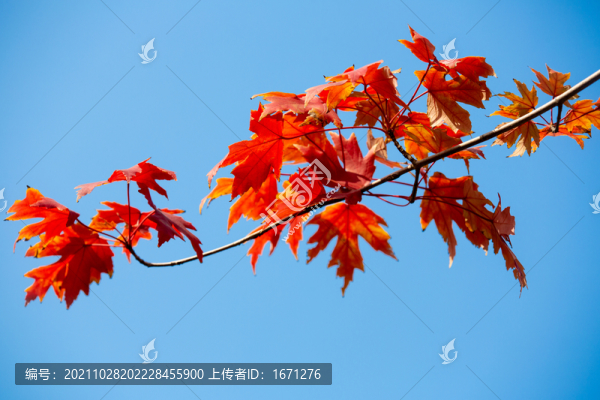 紅葉