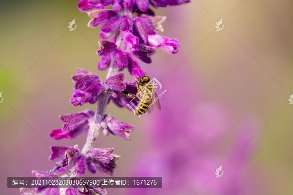 蜜蜂