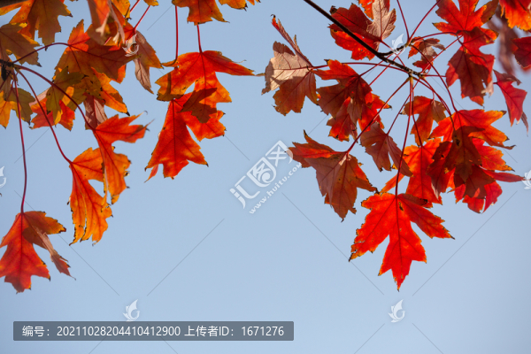 紅葉