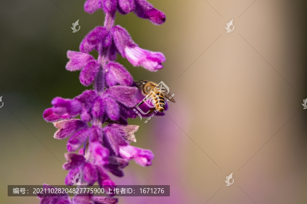 蜜蜂采蜜