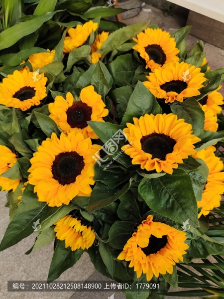 鮮花
