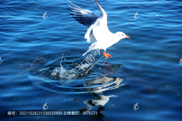 水鳥