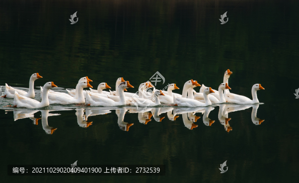 散養(yǎng)鵝