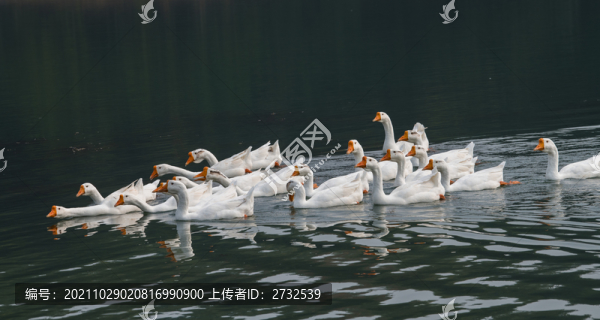 散養(yǎng)鵝