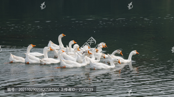 散養(yǎng)鵝