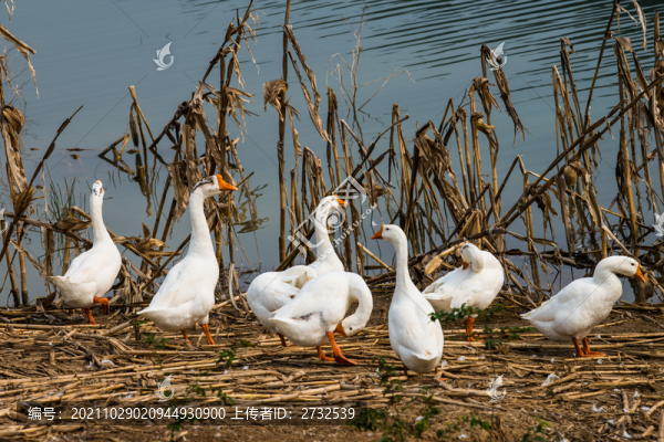 散養(yǎng)鵝