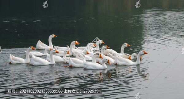 散養(yǎng)鵝