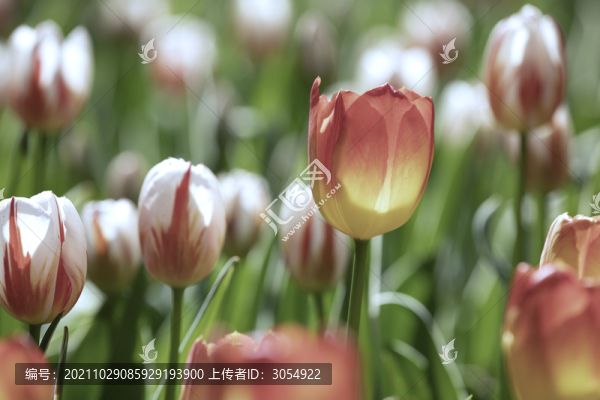 郁金香