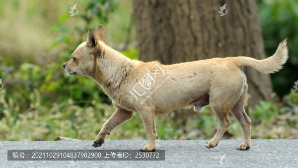 中華田園犬